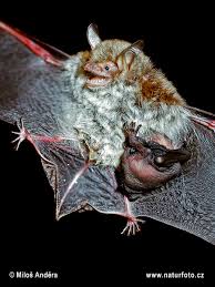 Attēlu rezultāti vaicājumam “Myotis nattereri”