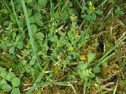 Attēlu rezultāti vaicājumam “Trifolium dubium fruit”