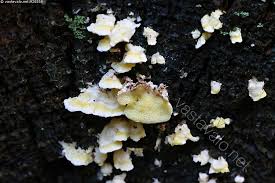 Attēlu rezultāti vaicājumam “Flaviporus citrinellus”