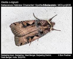 Attēlu rezultāti vaicājumam “Xestia c-nigrum”