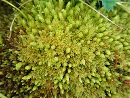 Attēlu rezultāti vaicājumam “Bryum schleicheri”