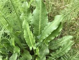 Image result for Sauerampfer