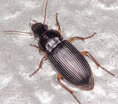 Attēlu rezultāti vaicājumam “Harpalus sp.”