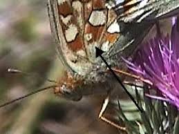 Attēlu rezultāti vaicājumam “Argynnis niobe underside”