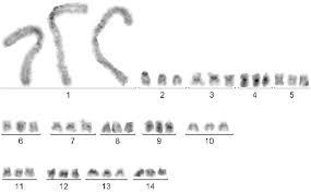 Attēlu rezultāti vaicājumam “Phyllobrotica quadrimaculata”