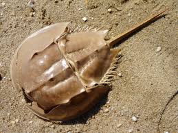 Image result for Limulus polyphemus