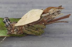 Attēlu rezultāti vaicājumam “Proutia betulina”