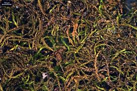 Attēlu rezultāti vaicājumam “Hygroamblystegium tenax”