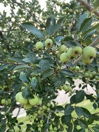Attēlu rezultāti vaicājumam “Phellodendron amurense fruit”
