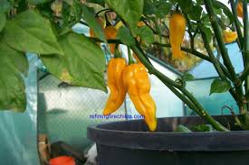 Afbeeldingsresultaat voor yellow fratali hot pepper