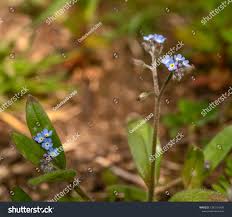 Attēlu rezultāti vaicājumam “Myosotis ramosissima”