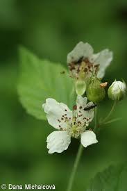 Attēlu rezultāti vaicājumam “Rubus caesius flower”