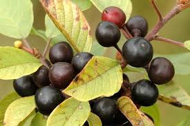 Attēlu rezultāti vaicājumam “Frangula alnus”