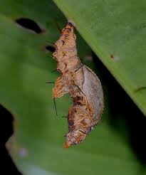 Attēlu rezultāti vaicājumam “pupa”