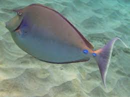 Image result for Naso unicornis