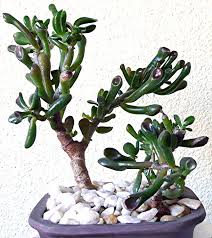 Attēlu rezultāti vaicājumam “Crassulaceae”