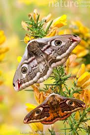 Attēlu rezultāti vaicājumam “Saturnia pavonia female”