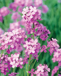 Image result for Hesperis matronalis