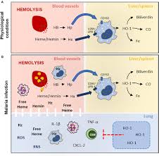 Attēlu rezultāti vaicājumam “Dianema depressum plasmodium”