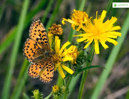 Attēlu rezultāti vaicājumam “Boloria titania”