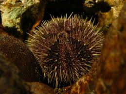 Image result for Strongylocentrotus droebachiensis