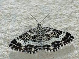 Attēlu rezultāti vaicājumam “Epirhoe tristata”