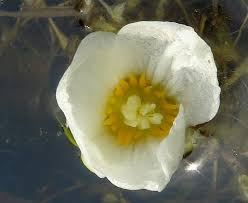 Attēlu rezultāti vaicājumam “Stratiotes aloides flower”