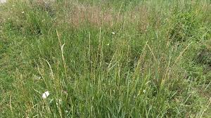 Attēlu rezultāti vaicājumam “Elytrigia repens”