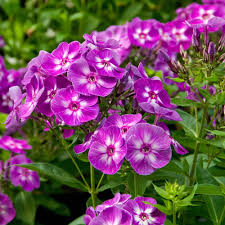 Attēlu rezultāti vaicājumam “Phlox paniculata”
