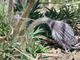Attēlu rezultāti vaicājumam “Pulsatilla pratensis bud”