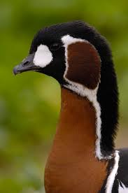 Attēlu rezultāti vaicājumam “Branta ruficollis”