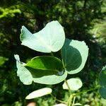 Attēlu rezultāti vaicājumam “Laserpitium latifolium bud”