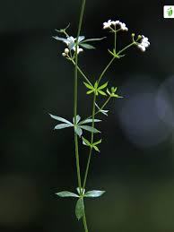 Attēlu rezultāti vaicājumam “Galium uliginosum”