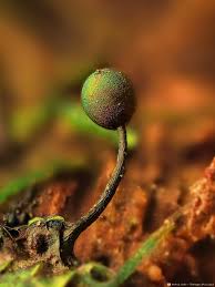 Attēlu rezultāti vaicājumam “Diderma subviridifuscum var. macrospora* macro”