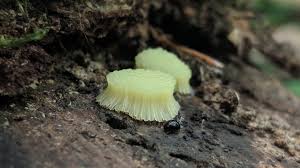 Attēlu rezultāti vaicājumam “Stemonitis axifera”