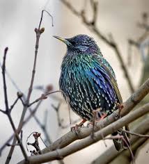 Attēlu rezultāti vaicājumam “Fuligo licentii”