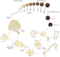 Attēlu rezultāti vaicājumam “Cribraria intricata spores”