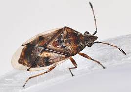 Attēlu rezultāti vaicājumam “Kleidocerys resedae imago”