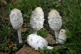 Image result for coprinus