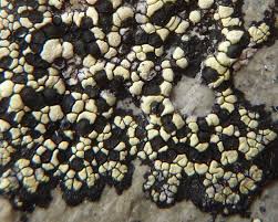 Attēlu rezultāti vaicājumam “Rhizocarpon geographicum”