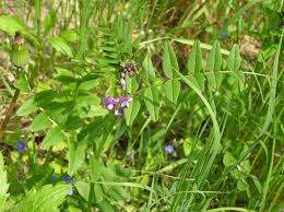 Attēlu rezultāti vaicājumam “Vicia sepium leaf”