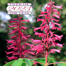 Attēlu rezultāti vaicājumam “Aesculus”