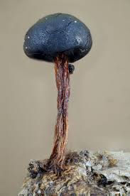 Attēlu rezultāti vaicājumam “Physarum straminipes”