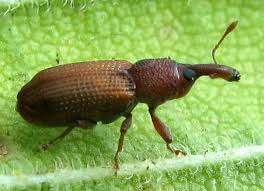 Attēlu rezultāti vaicājumam “Magdalis sp.”