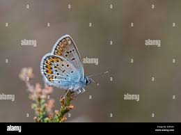 Attēlu rezultāti vaicājumam “Plebejus argus male”