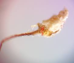 Attēlu rezultāti vaicājumam “Paradiacheopsis rigida”