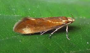 Attēlu rezultāti vaicājumam “Oecophoridae”