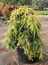 Attēlu rezultāti vaicājumam “Picea abies leaf”