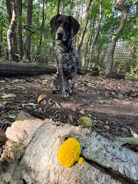 Attēlu rezultāti vaicājumam “Diderma hemisphaericum young”