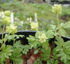 Attēlu rezultāti vaicājumam “Adoxa moschatellina”